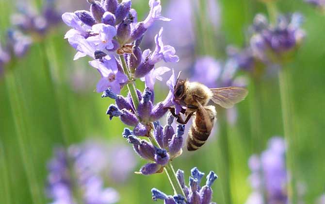 蜜蜂一般多少錢一箱? 蜜蜂多少錢一箱