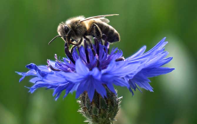 養殖蜜蜂要投入多少錢? 養蜂投資
