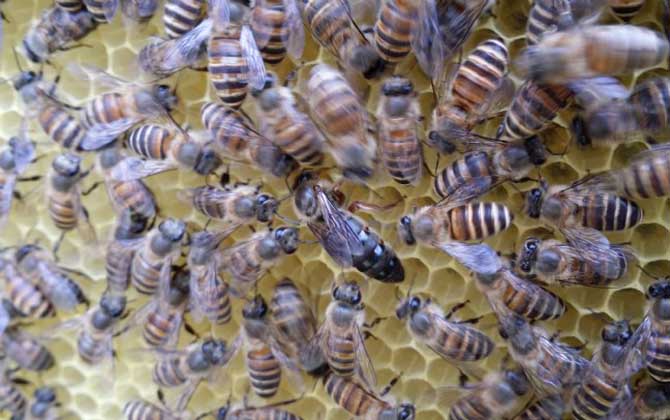 中蜂雙王群養殖技術視頻 中蜂雙王群養殖