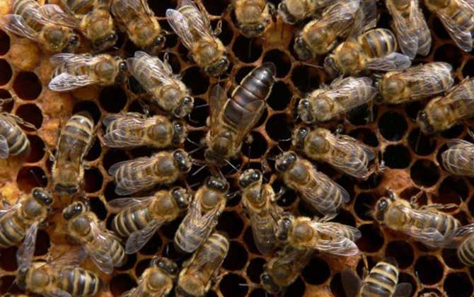 東北黑蜂 東北黑蜂