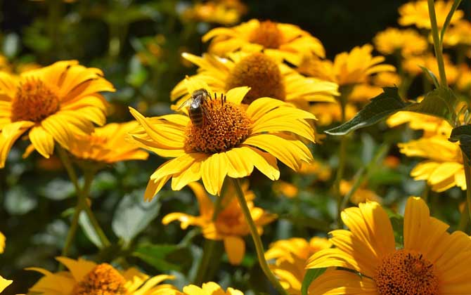蜜蜂爬蜂病的癥狀及防治 蜜蜂