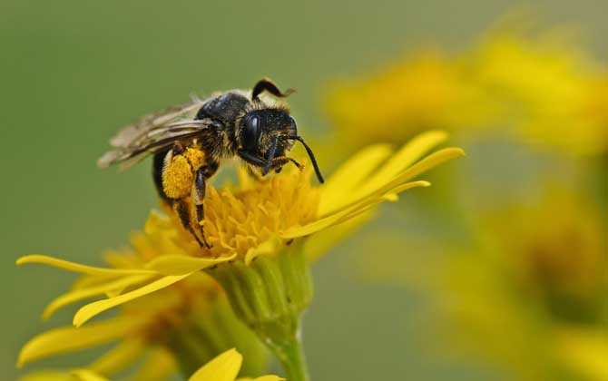 「基礎篇」蜜蜂的初步認識 蜜蜂