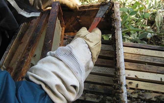 蜂膠有什么功效及用途? 蜂膠