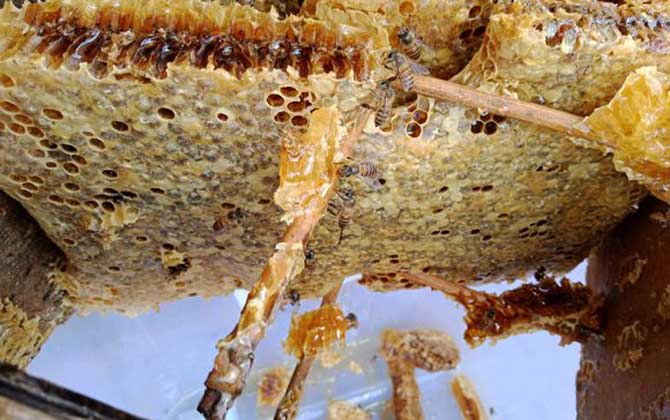 蜂巢價格多少錢一斤? 蜂巢