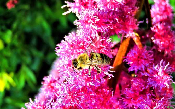 投資1萬養(yǎng)蜜蜂利潤多少? 養(yǎng)蜂利潤