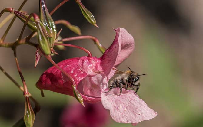 蜜蜂為什么在逐漸消失? 蜜蜂消失