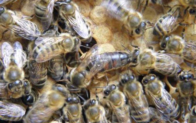 2021年東北黑蜂王多少錢一只? 東北黑蜂