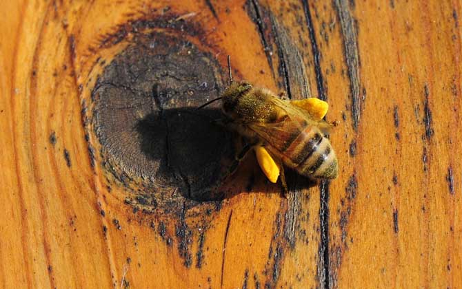 2021年養蜂有補貼嗎? 養蜂