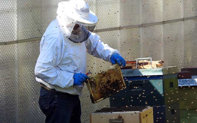 養蜂人收入怎么樣? 養蜂人