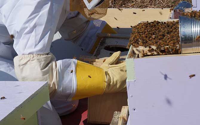 養蜂人收入怎么樣? 養蜂人