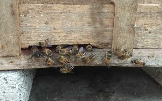 養(yǎng)一箱蜜蜂要多少成本? 養(yǎng)蜂成本