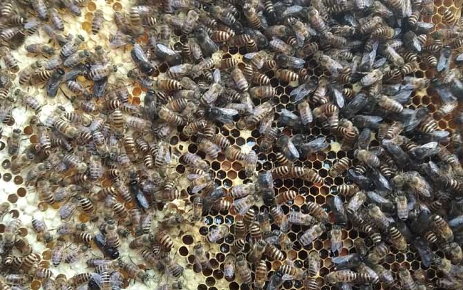 養(yǎng)一箱蜜蜂要多少成本? 養(yǎng)蜂成本