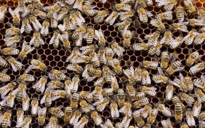 我國目前有多少群蜜蜂? 蜜蜂