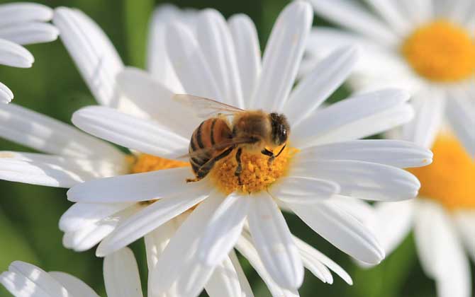 養(yǎng)蜂人一年能賺多少錢? 養(yǎng)蜂