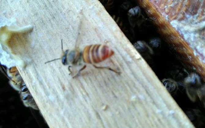 養(yǎng)蜂一年能掙二十多萬(wàn)嗎? 養(yǎng)蜂