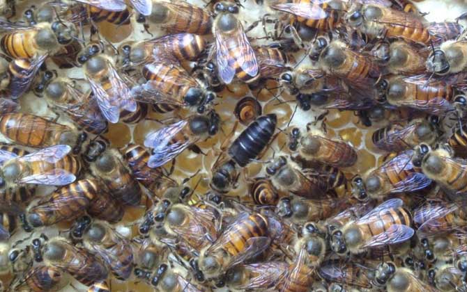 養(yǎng)蜂一年能掙二十多萬(wàn)嗎? 養(yǎng)蜂