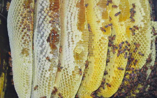 養(yǎng)蜂一年能掙二十多萬(wàn)嗎? 養(yǎng)蜂