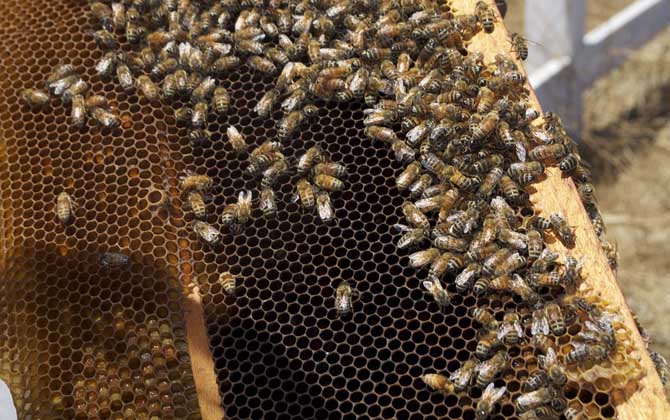 蜂王和蜂后的區(qū)別 蜂王和蜂后的區(qū)別