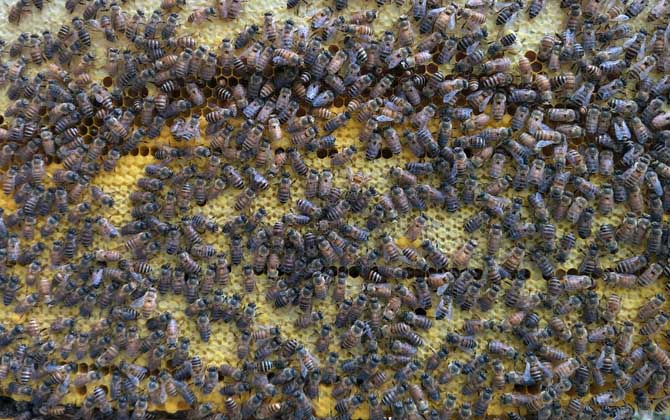 蜂王吃什么食物? 蜂王