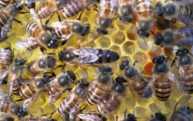 蜂王吃什么食物? 蜂王