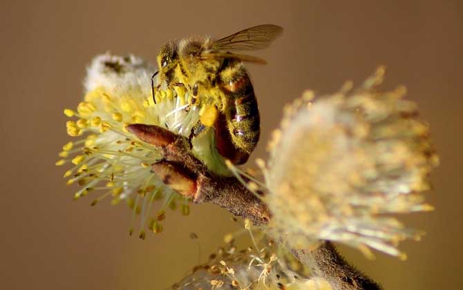 蜜蜂是怎么過冬的? 蜜蜂怎么過冬