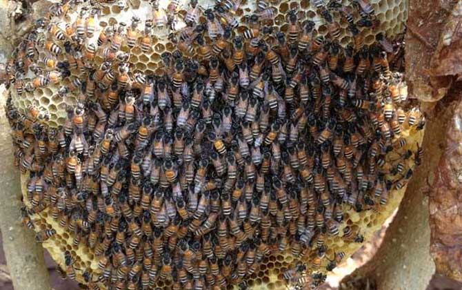 中蜂王品種及圖片大全 紅色種