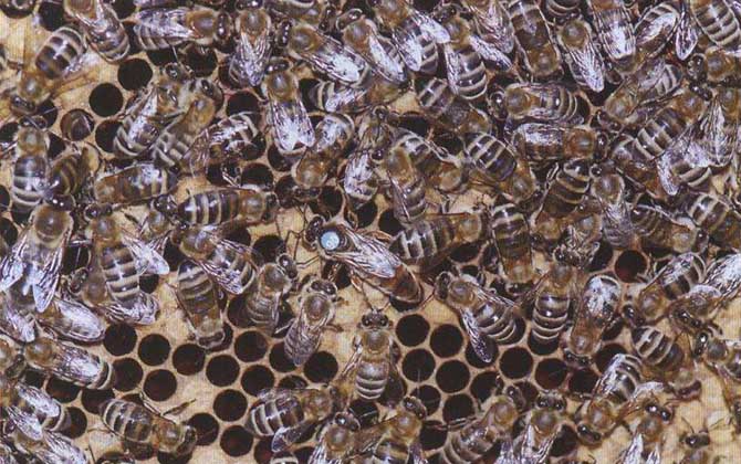 新疆黑蜂有什么特點? 新疆黑蜂