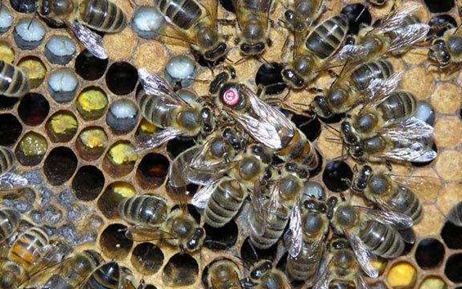 新疆黑蜂有什么特點? 新疆黑蜂