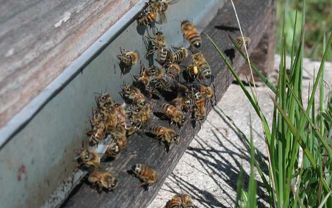 意大利蜜蜂有什么特點? 意大利蜜蜂