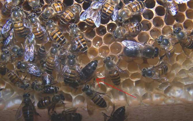 新蜂王交尾成功有什么標(biāo)志? 新蜂王交尾