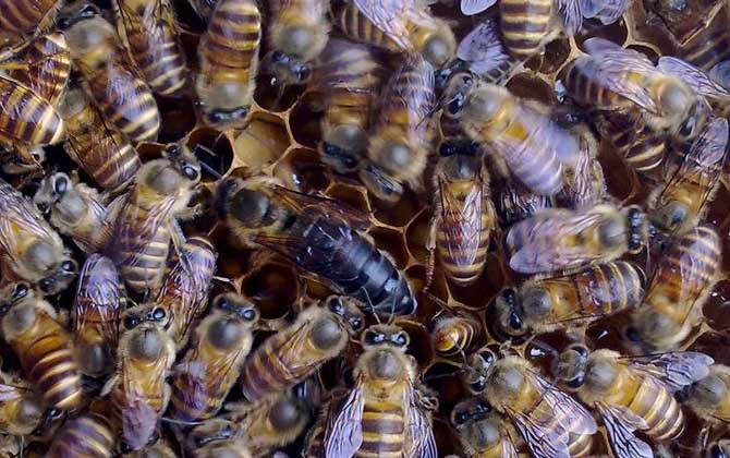 新蜂王交尾成功有什么標(biāo)志? 新蜂王交尾