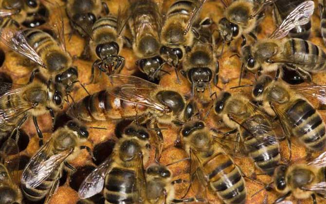 新蜂王交尾成功有什么標(biāo)志? 新蜂王交尾