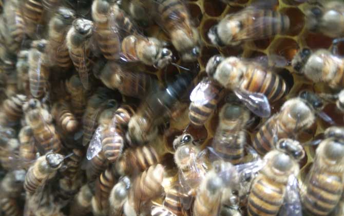 處女蜂王是怎樣交尾的? 處女蜂王