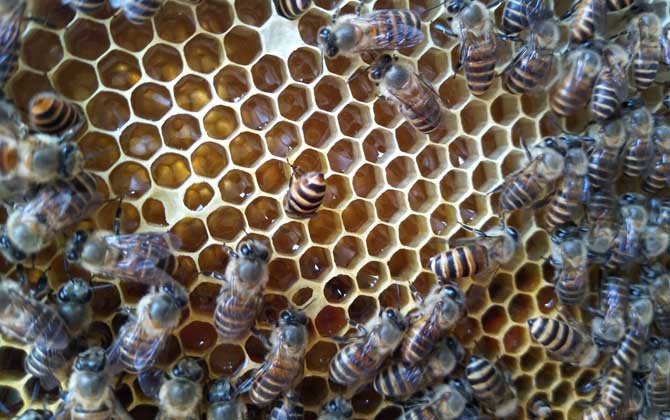 新蜂王出了幾天會分蜂? 分蜂