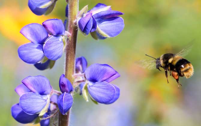 蜜蜂的采集范圍有多大? 蜜蜂