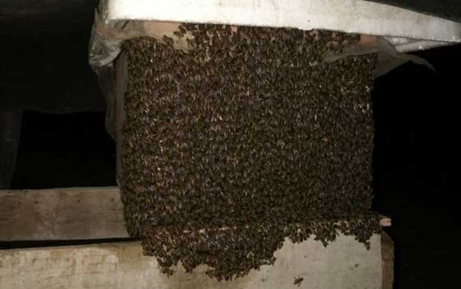 蜜蜂認巢、試飛、朝王、鬧巢的區別 朝王