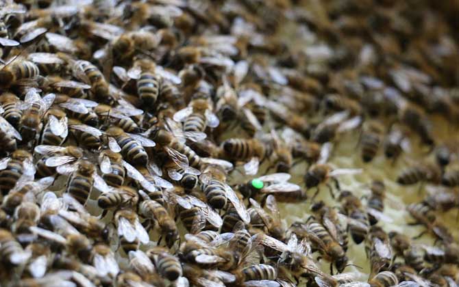 蜜蜂為什么要聽蜂王的? 蜂王