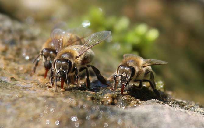 蜜蜂王國是怎么分工的? 工蜂