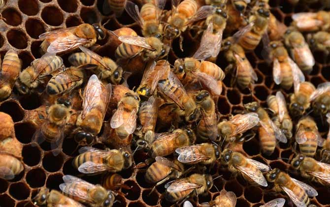 蜂王真的是領(lǐng)導(dǎo)者嗎? 蜂王