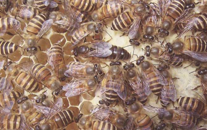 中華蜜蜂的種類及圖片大全 華南中蜂