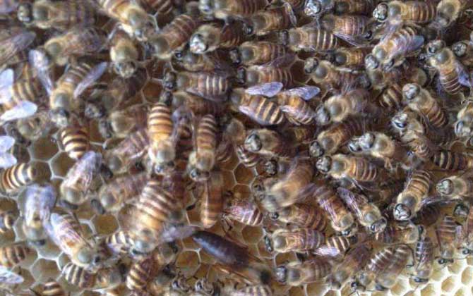 中華蜜蜂的種類及圖片大全 海南中蜂