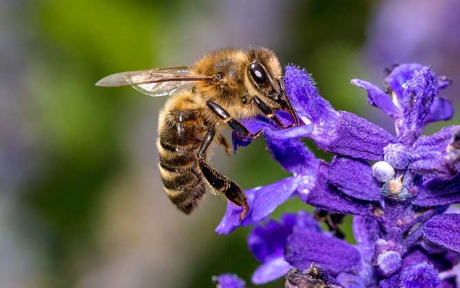 蜜蜂是昆蟲嗎? 蜜蜂