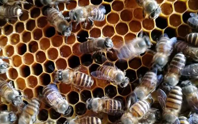 新手怎么才能養好蜜蜂? 新手養蜂