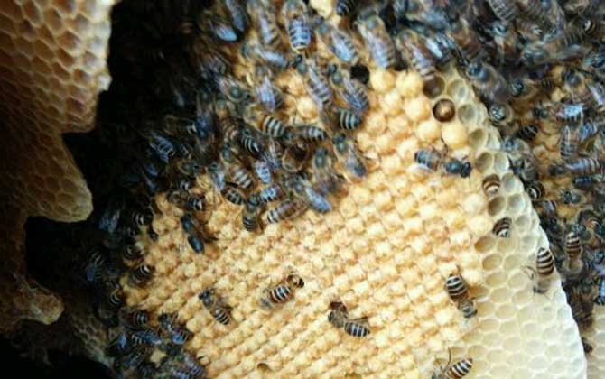 蜜蜂會在什么地方筑巢? 蜜蜂筑巢