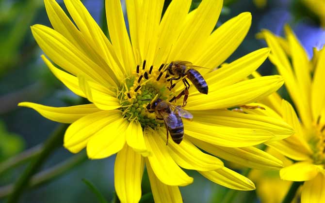 被蜜蜂蟄了不管可以嗎? 蜜蜂