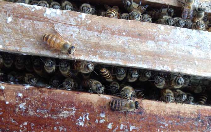 蜜蜂是怎樣自然分蜂的? 自然分蜂