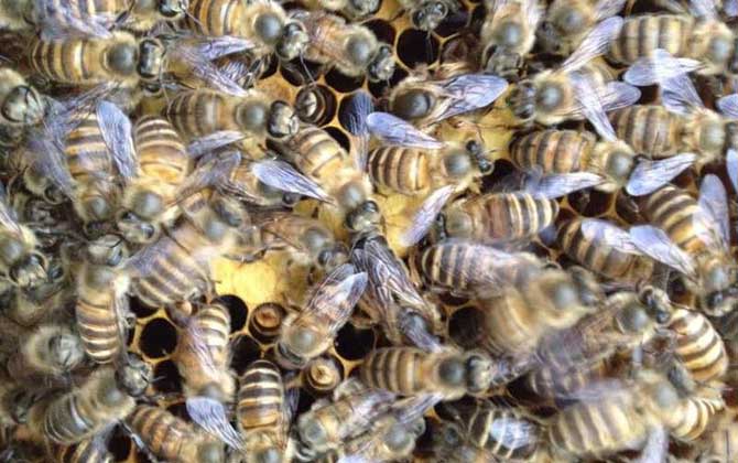 蜜蜂是怎樣自然分蜂的? 自然分蜂