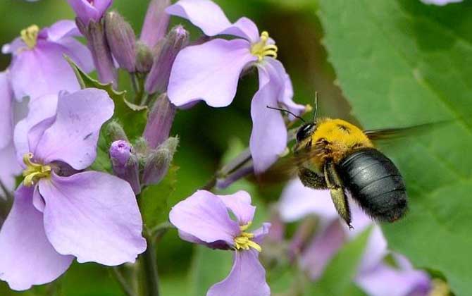 木蜂和熊蜂的區別 木蜂