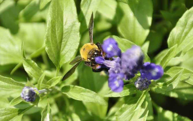 木蜂和熊蜂的區別 熊蜂