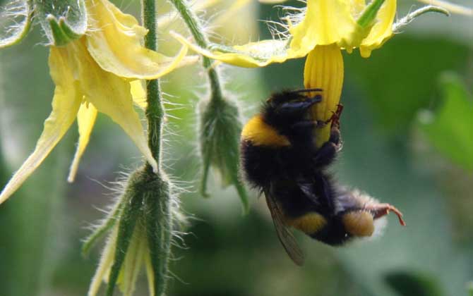 熊蜂的種類及圖片大全 熊蜂